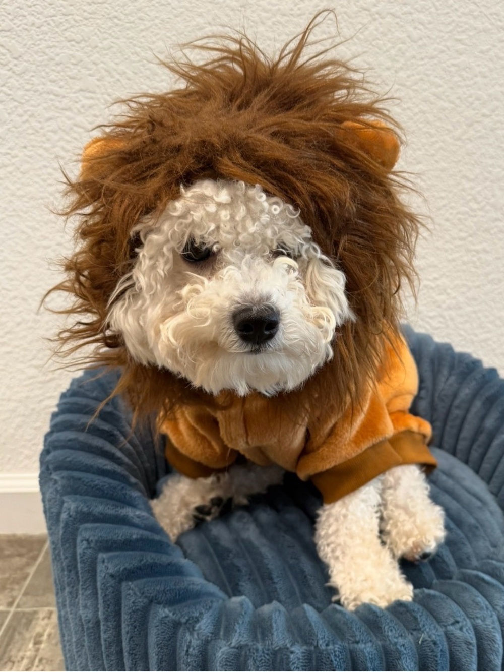 Dog Halloween Costume Medium